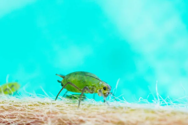 Ağaç dalındaki yaprak bitlerinin makro fotoğrafı