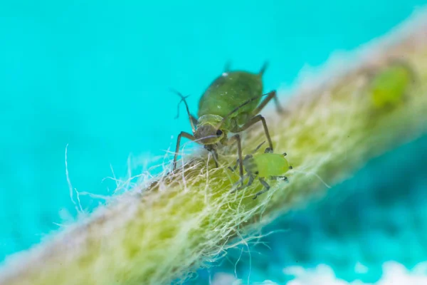 Macro Foto Afidi Sul Ramo Dell Albero — Foto Stock