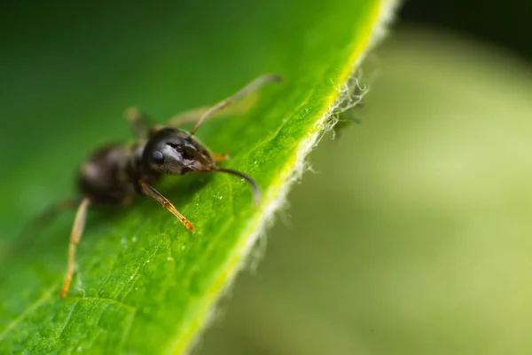 Macro Foto Una Hormiga Hoja Verde — Foto de Stock