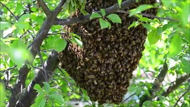 Rój pszczół miodnych w sezonie wiosennym — Wideo stockowe
