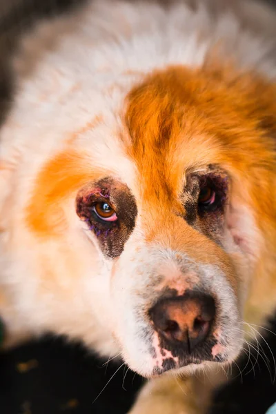 射出射出後のチョウ混合品種の犬 — ストック写真