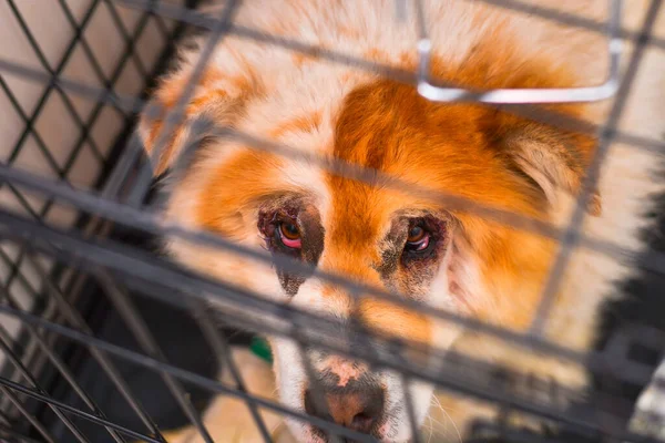 Chow Chow Cão Raça Mista Após Cirurgia Entropião — Fotografia de Stock