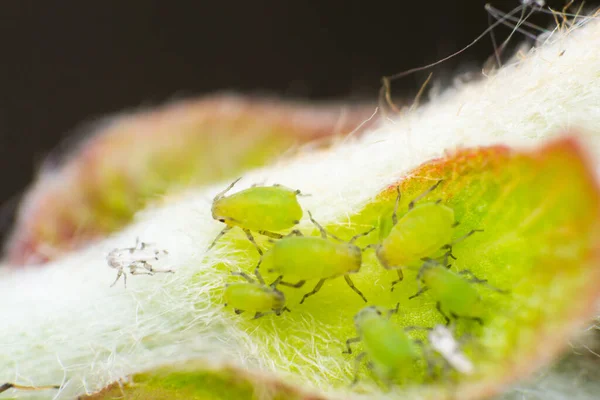 Macro Photo Des Pucerons Sur Branche Arbre — Photo