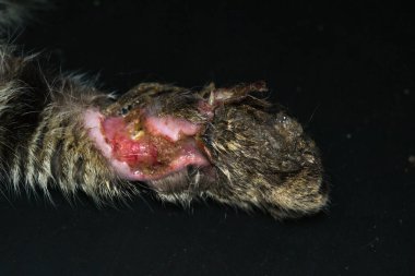 Büyük ısırık yarası olan kedi bacağının yakın plan fotoğrafı.