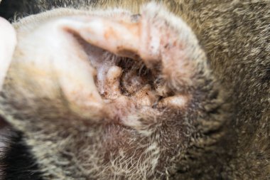 Dış kulak iltihabı olan bir kedi kulağının yakın plan fotoğrafı.