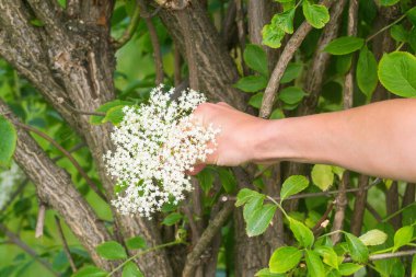 Yaşlı çiçekleri toplayan kadın elinin yakın çekimi