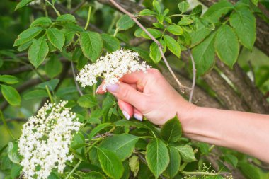 Yaşlı çiçekleri toplayan kadın elinin yakın çekimi