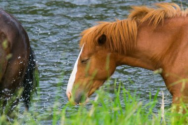 At, yaz mevsiminde nehre yakın çekim yapar.