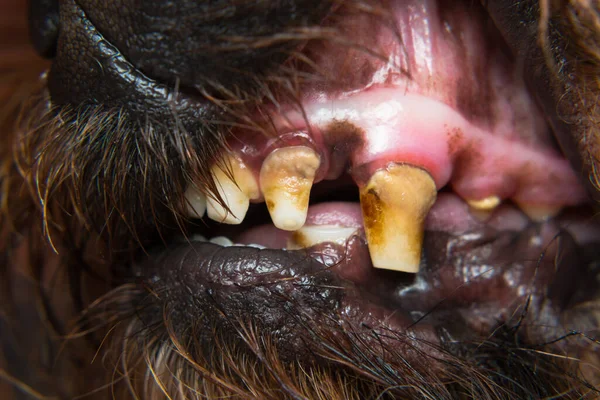 close-up photo of a dog teeth with tartar and tooth erosion