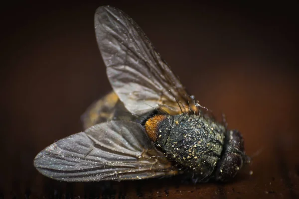 Makrofoto Einer Toten Fliege — Stockfoto