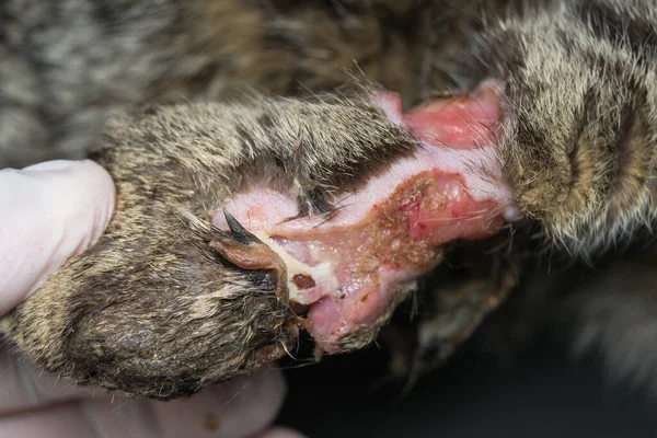 大規模な咬傷に感染した猫の足のクローズアップ写真 — ストック写真