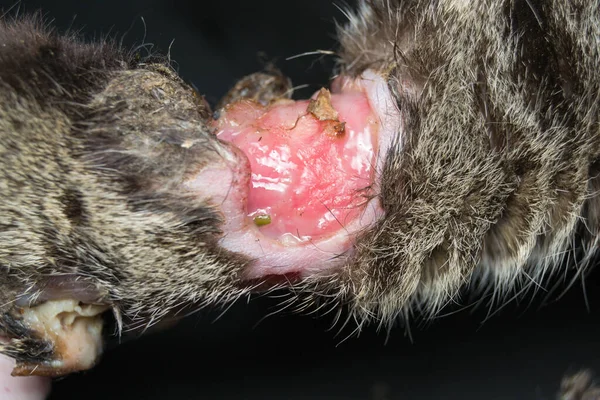 猫腿与大咬伤感染的特写照片 — 图库照片