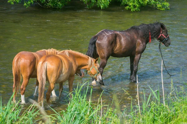 川での夏の馬の接近 — ストック写真