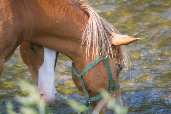 Primer Plano Del Caballo Temporada Verano Río —  Fotos de Stock