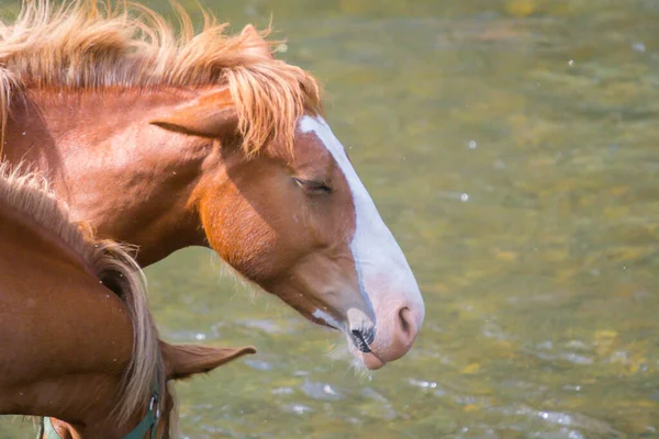 川での夏の馬の接近 — ストック写真