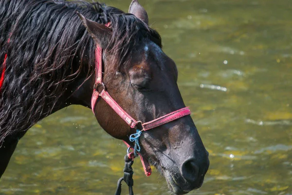 Cavallo Primo Piano Nella Stagione Estiva Fiume — Foto Stock