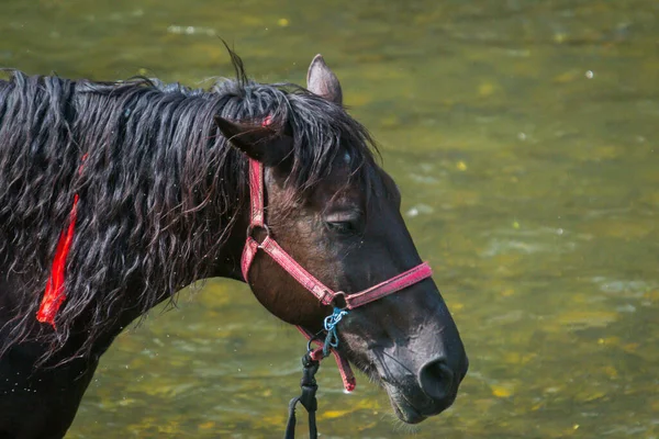 Gros Plan Cheval Saison Estivale Rivière — Photo