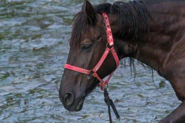 Cavallo Primo Piano Nella Stagione Estiva Fiume — Foto Stock