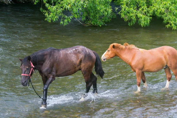 Zbliżenie Konia Sezonie Letnim Nad Rzeką — Zdjęcie stockowe