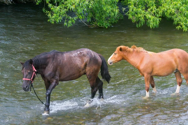 Cavallo Primo Piano Nella Stagione Estiva Fiume — Foto Stock