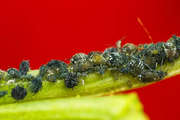 Makroaufnahme Von Blattläusen Auf Ästen — Stockfoto