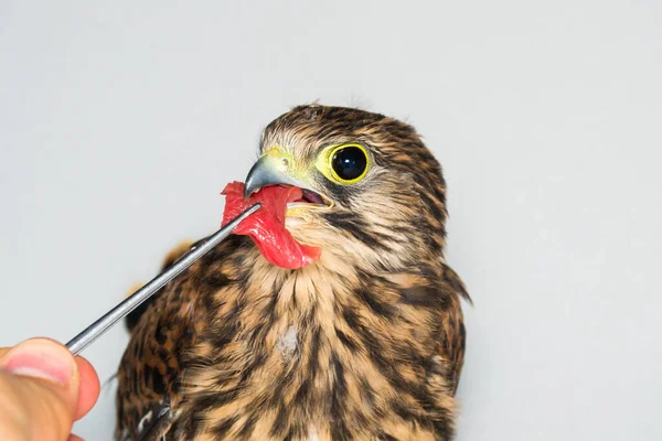 Young Hawk Feeding Raw Beef Meat Veterinary Clinic — Stock Photo, Image