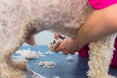 Beyaz köpek Bichon kuaförde melez.