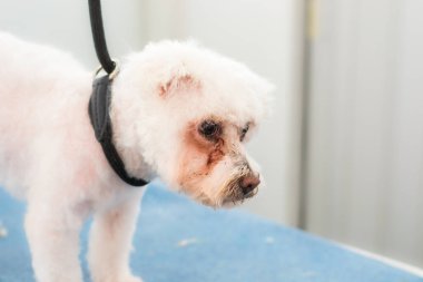 Beyaz köpek Bichon kuaförde melez.