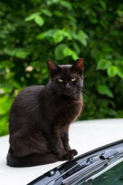 Kulağı kesilmiş siyah bir kedi arabanın üzerinde oturuyor. Buna kulak devirme denir, ve aslında kedinin Tuzak Neuter geri dönüş çabasının şanslı varisi olduğunun işaretidir..