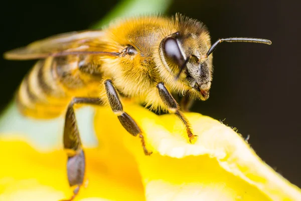 Макрофото Пчелы Желтом Цветке — стоковое фото