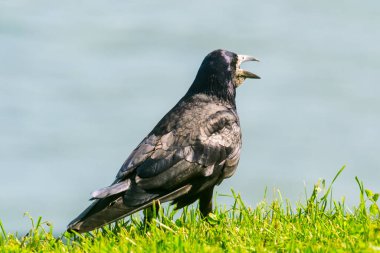 Çimlerin üzerinde çığlık atan bir kuzgunun portresi