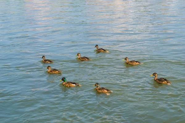 Pato Selvagem Lago Temporada Verão — Fotografia de Stock