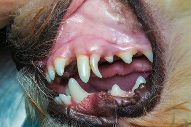 Kalıcı Yapay Diş 'e sahip bir köpeğin yakın plan fotoğrafı.
