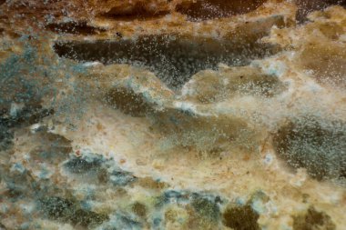 Rhizopus (ekmek küfü), safiri mantarların yaygın bir cinsidir.