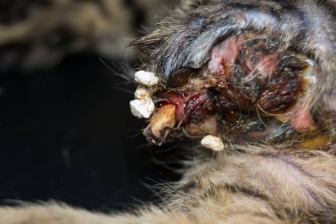 Kayısı, vitamin, yiyecek, olgunluk, yapraklar, tarım, dal, meyve, tatlı, tatlı, portakal, vejetaryen, tarım, sarı, bahçe, güneşli, ekin, büyüme, arka plan, organik, hasat, yeşil, doğal, doğa, ağaç, meyve bahçesi, bitki, taze bahçe.