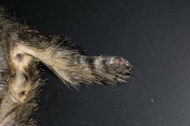 Kayısı, vitamin, yiyecek, olgunluk, yapraklar, tarım, dal, meyve, tatlı, tatlı, portakal, vejetaryen, tarım, sarı, bahçe, güneşli, ekin, büyüme, arka plan, organik, hasat, yeşil, doğal, doğa, ağaç, meyve bahçesi, bitki, taze bahçe.