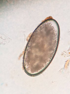 Mikroskop altında bir kedinin kulaklığı.