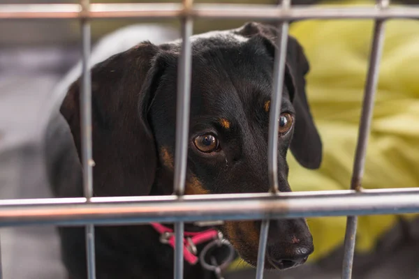 Raça Cão Dachshund Gaiola Metálica Clínica — Fotografia de Stock