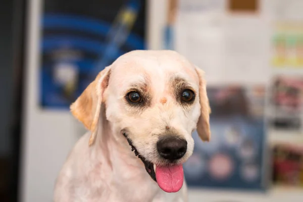 Yetişkin Köpek Veteriner Kliniğinde Burnunda Küçük Bir Kene Ile Melezlenmiş — Stok fotoğraf