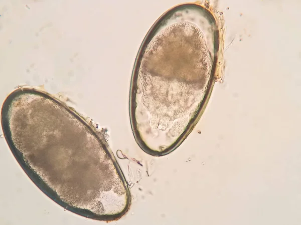 Ear Mite Egg Cat Microscope — Stock Photo, Image