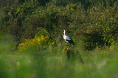 Leylek bir yaz sabahı tarlada yiyecek arıyor.