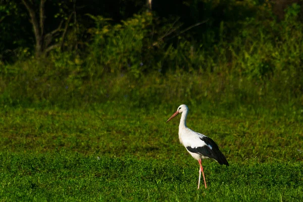 Cigüeña Campo Una Mañana Verano Buscando Comida — Foto de Stock