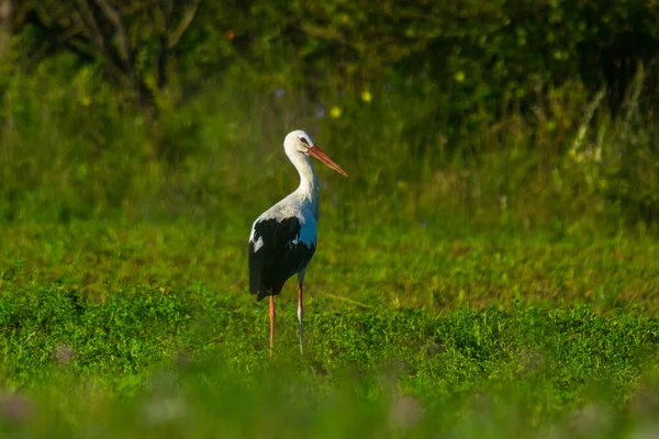 夏天的早晨 一只鹤在田野里觅食 — 图库照片