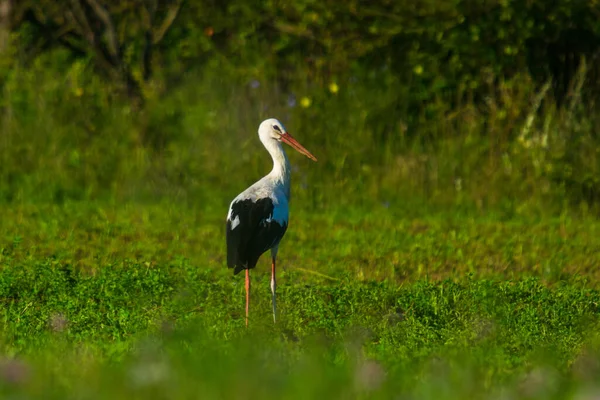 Cigogne Dans Champ Matin Été Recherche Nourriture — Photo