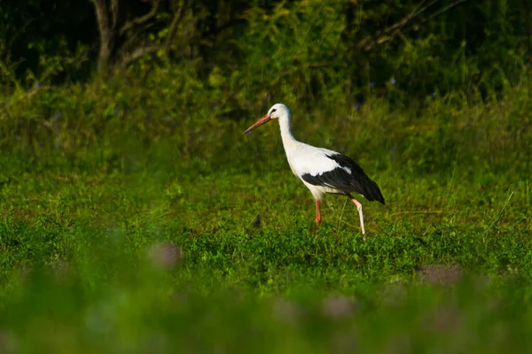 Stork Field Summer Morning Looking Food — Stock Photo, Image