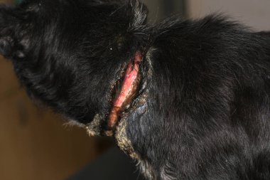 Zavallı köpek, ameliyattan önce boynunda büyük bir yara vardı.