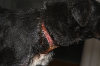 Zavallı köpek, ameliyattan önce boynunda büyük bir yara vardı.