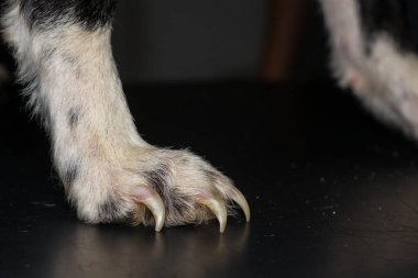 Aşırı büyümüş tırnakları olan ihmal edilmiş bir köpek.
