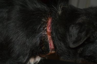 Zavallı köpek, ameliyattan önce boynunda büyük bir yara vardı.