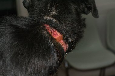 Zavallı köpek, ameliyattan önce boynunda büyük bir yara vardı.